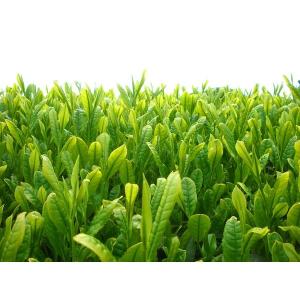 【アウトレット】お茶の丸幸 鹿児島県産 有機深...の詳細画像4