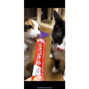 (バラエティパック)いなば CIAO チャオ ...の詳細画像2