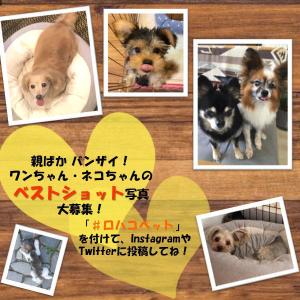 強力消臭クリーナー ジョイペット ペット用 大...の詳細画像4