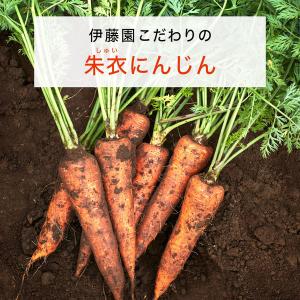 【機能性表示食品】伊藤園 充実野菜 理想のにん...の詳細画像4