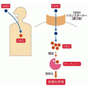 国産NMN15000純度99.90% 5個 4...の詳細画像5