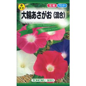 トーホクの種 大輪あさがお（混合） 花色混合（紅・桃・紫・白など） 内容量1.5ml｜re-net