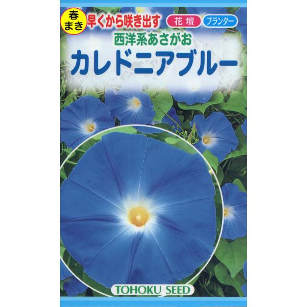 トーホクの種 西洋系あさがお カレドニアブルー 青色 内容量1ml