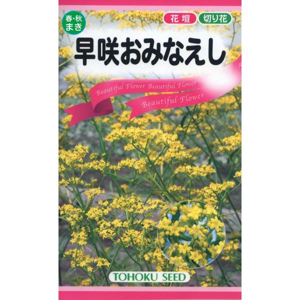 トーホクの種 早咲おみなえし 春・秋まきのタネ 内容量0.6ml