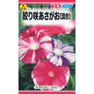トーホクの種 絞り咲あさがお（混合） 花色混合（紅・桃・紫など） 内容量1.5ml｜re-net