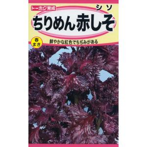 トーホクの種 ちりめん赤しそ 鮮やかな紅色でちぢみがある 内容量3ml｜re-net