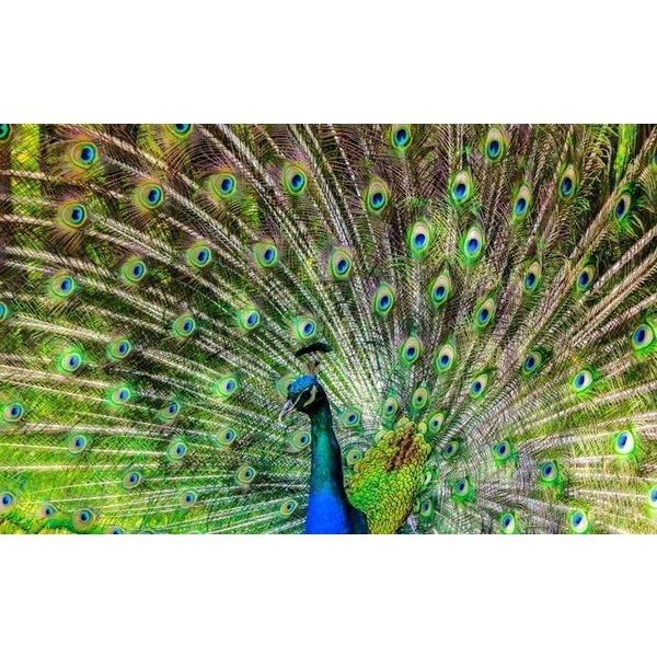 絵画風 壁紙ポスター (はがせるシール式) クジャクの飾り羽 孔雀 クジャク 芸術の羽 青緑 藍色 ...