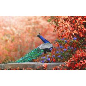 絵画風 壁紙ポスター (はがせるシール式) 紅葉とクジャク 飾り羽 孔雀 芸術の羽 青緑 藍色 鳥 ...