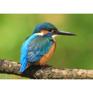 絵画風 壁紙ポスター (はがせるシール式) カワセミ 青 翡翠 川せみ 青い宝石 ソニドリ 鳥 キャ...