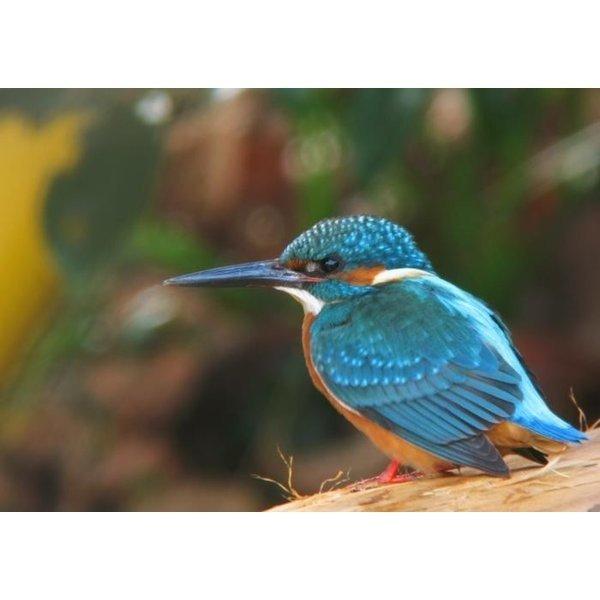 絵画風 壁紙ポスター (はがせるシール式) カワセミ 青 翡翠 川せみ ソニドリ 翠鳥 鳥 キャラク...