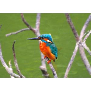 絵画風 壁紙ポスター (はがせるシール式) カワセミ 青緑 翡翠 川せみ ヒスイ 翠鳥 鳥 キャラク...