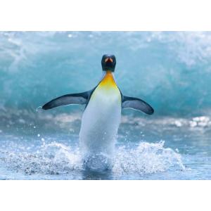南極ペンギンの商品一覧 通販 Yahoo ショッピング
