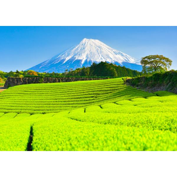 絵画風 壁紙ポスター (はがせるシール式) -地球の撮り方- 新緑の絨毯 今宮の新芽の茶畑と富士山の...