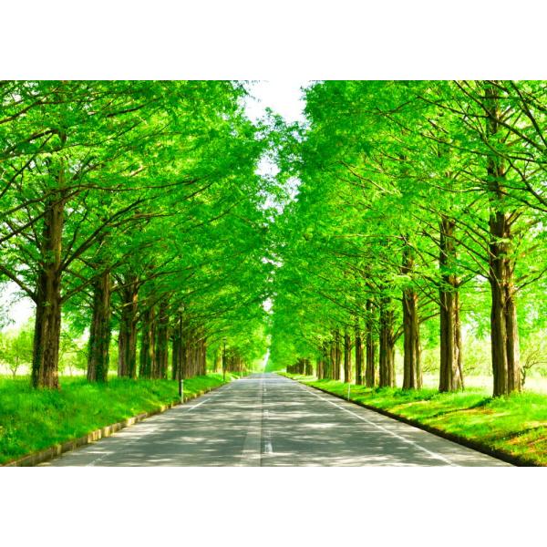 絵画風 壁紙ポスター (はがせるシール式) -地球の撮り方- どこまでも続く並木道 メタセコイア並木...