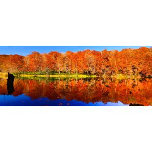 絵画風 壁紙ポスター (はがせるシール式) -地球の撮り方- 赤のシンメトリー 紅葉の蔦沼の朝焼け ...