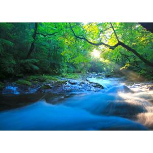 絵画風 壁紙ポスター (はがせるシール式) 森林と小道 森林浴 新緑