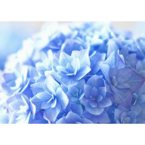 レアルインターショップ アジサイ 花 花畑 植物 Yahoo ショッピング