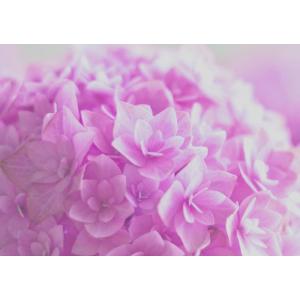 レアルインターショップ アジサイ 花 花畑 植物 Yahoo ショッピング