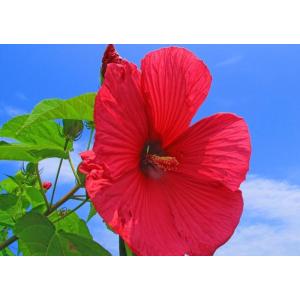 レアルインターショップ ハイビスカス 花 花畑 植物 Yahoo ショッピング