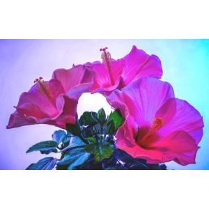 レアルインターショップ ハイビスカス 花 花畑 植物 Yahoo ショッピング