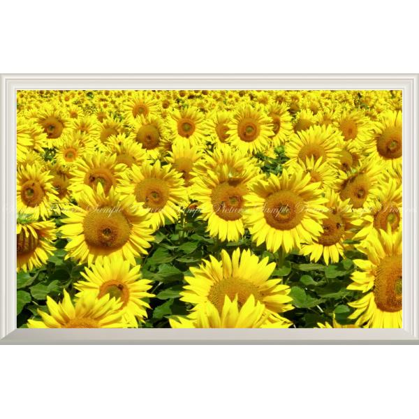 絵画風 壁紙ポスター (はがせるシール式) ひまわり畑 向日葵 ヒマワリ 太陽の花 【扉なし窓仕様】...