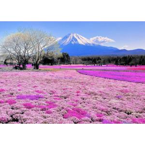 絵画風 壁紙ポスター (はがせるシール式) 富士芝桜 富士山 本栖湖 富士芝桜まつり さくら キャラクロ FJS-041A1(A1版 830mm×585mm)＜日本製＞｜real-inter