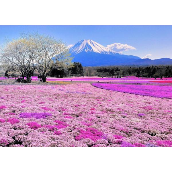 絵画風 壁紙ポスター (はがせるシール式) 富士芝桜 富士山 本栖湖 富士芝桜まつり さくら キャラ...