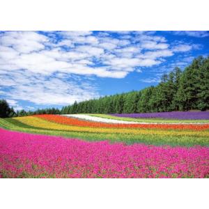 絵画風 壁紙ポスター (はがせるシール式) 花畑 ラベンダー ポピー 小町草 富良野 北海道 キャラ...