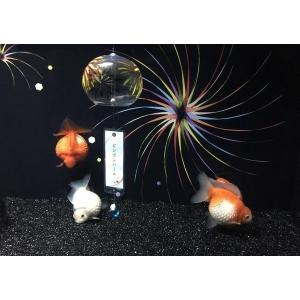 金魚 水槽 壁紙の商品一覧 通販 Yahoo ショッピング