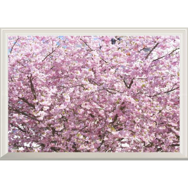 絵画風 壁紙ポスター (はがせるシール式) 満開のさくら 桜の景色 八重桜 開花 【扉なし窓仕様】 ...