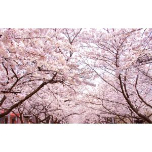 絵画 桜の木の商品一覧 通販 Yahoo ショッピング