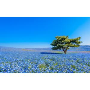 レアルインターショップ 花 花畑 植物 ジャンル別 全アイテム Yahoo ショッピング