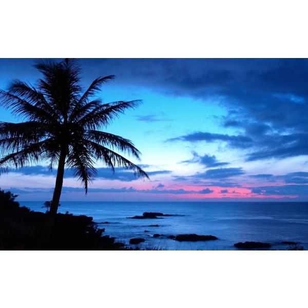 絵画風 壁紙ポスター (はがせるシール式) ハワイ オアフ島の夜明け 朝焼け ヤシの木 キャラクロ ...