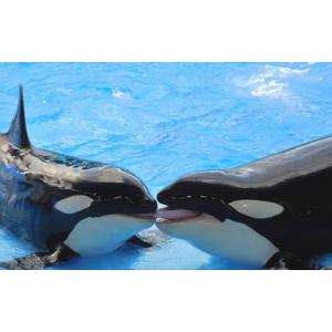 オルカ シャチの商品一覧 通販 Yahoo ショッピング