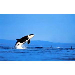 オルカ シャチの商品一覧 通販 Yahoo ショッピング