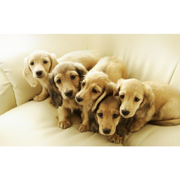 絵画風 壁紙ポスター (はがせるシール式) 5匹のかわいいダックスフンドの兄弟 ペット 狩猟犬 キャ...