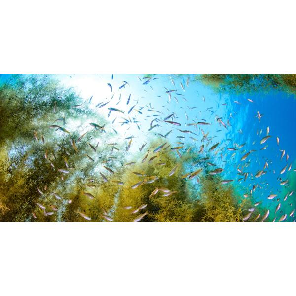 絵画風 壁紙ポスター (はがせるシール式) 海藻は小さな魚の生命を育む 大瀬崎 -水中写真家 茂野優...