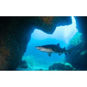 シロワニ サメ 家具 インテリア用品 の商品一覧 通販 Yahoo ショッピング