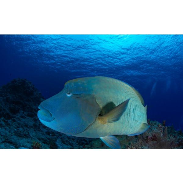 絵画風 壁紙ポスター (はがせるシール式) パラオの海 全長2mのナポレオンフィッシュ -水中写真家...