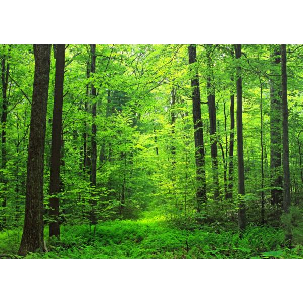 絵画風 壁紙ポスター (はがせるシール式) 森林 森林浴 緑 目の保養 気分転換 癒し キャラクロ ...