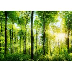 絵画風 壁紙ポスター (はがせるシール式) 森林 森林浴 日光浴 陽射し 太陽 眩しい 緑の森の木々 癒し キャラクロ SNR-030A2(A2版 594mm×420mm)＜日本製＞