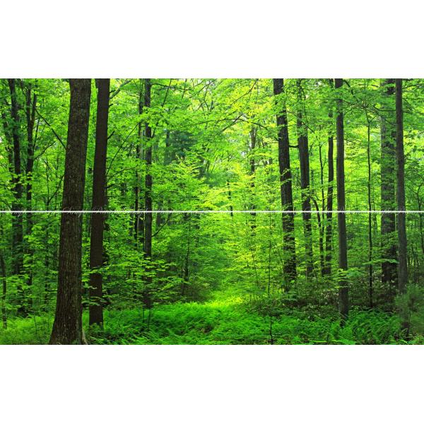 絵画風 壁紙ポスター (はがせるシール式) 【特大上下2枚仕様】森林 森林浴 緑 目の保養 癒し キ...