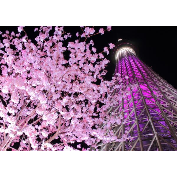 絵画風 壁紙ポスター (はがせるシール式) 東京スカイツリーと夜桜のツーショット ピンクの夜景 キャ...