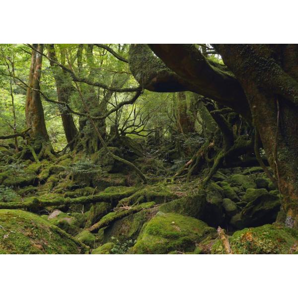 絵画風 壁紙ポスター (はがせるシール式) 屋久島 東洋のガラパゴス もののけ 神秘的 キャラクロ ...