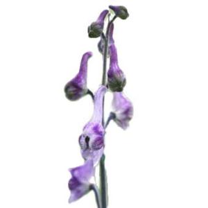 トリカブト の 花 苗 の商品一覧 花 ガーデニング 通販 Yahoo ショッピング