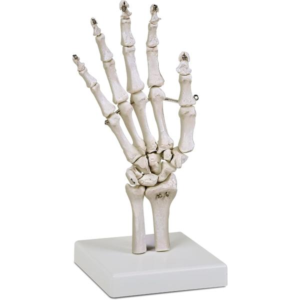 ワイヤー連結である程度の可動と固定ができる手関節模型 人体模型 骨模型 PT監修 骨格標本 支柱から...