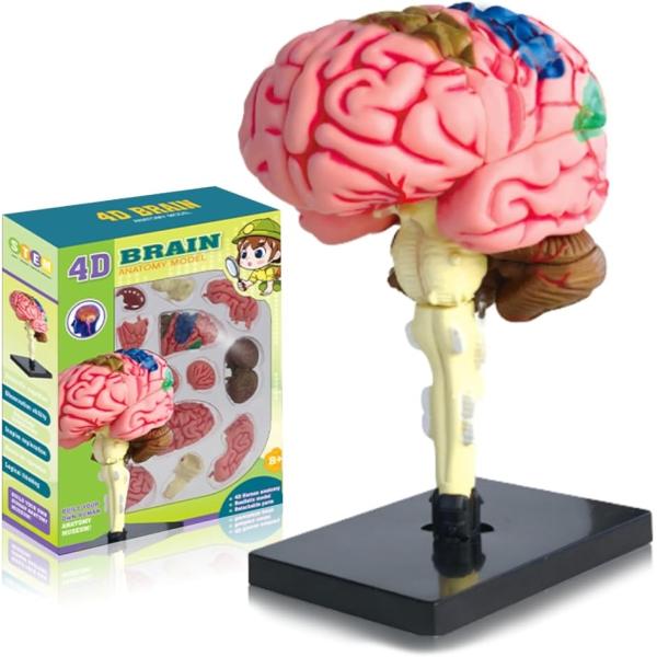 脳模型 脳解剖モデル 4D 組み立て式 パズル DIY 児童用 児童教育 学生 医療従事者向け 生物...