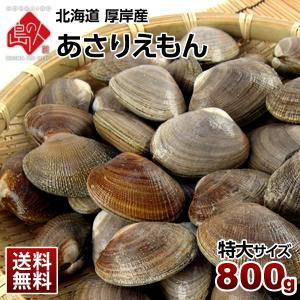 あさり アサリ 北海道"純"厚岸産 殻付 特大サイズ 800g あさりえもん お取り寄せグルメ 海鮮 海産物 食品 食べ物 貝｜rebun