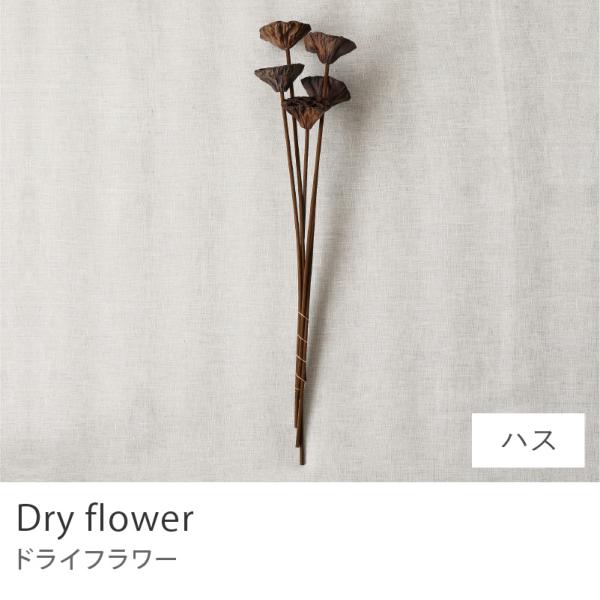 ドライフラワー ハス スワッグ 飾り 雑貨 インテリア雑貨 プレゼント ギフト ナチュラル モダン ...
