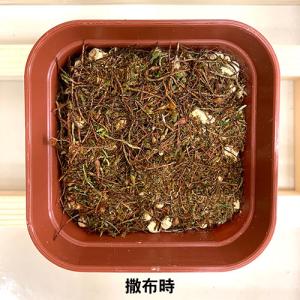 ビックアロー 乾燥粉末スギゴケ すぎごけサッサ...の詳細画像2